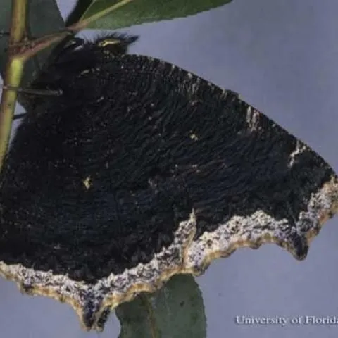 thumbnail for publication: Mourning Cloak (known in the United Kingdom as the Camberwell Beauty) Nymphalis antiopa (Linnaeus) (Insecta: Lepidoptera: Nymphalidae: Nymphalinae)